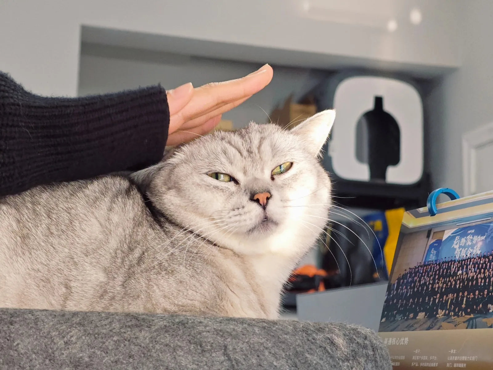 Kedilerin Bakımı Kolay Mıdır? Yeni Başlayanlar İçin Kedi Bakımı 101