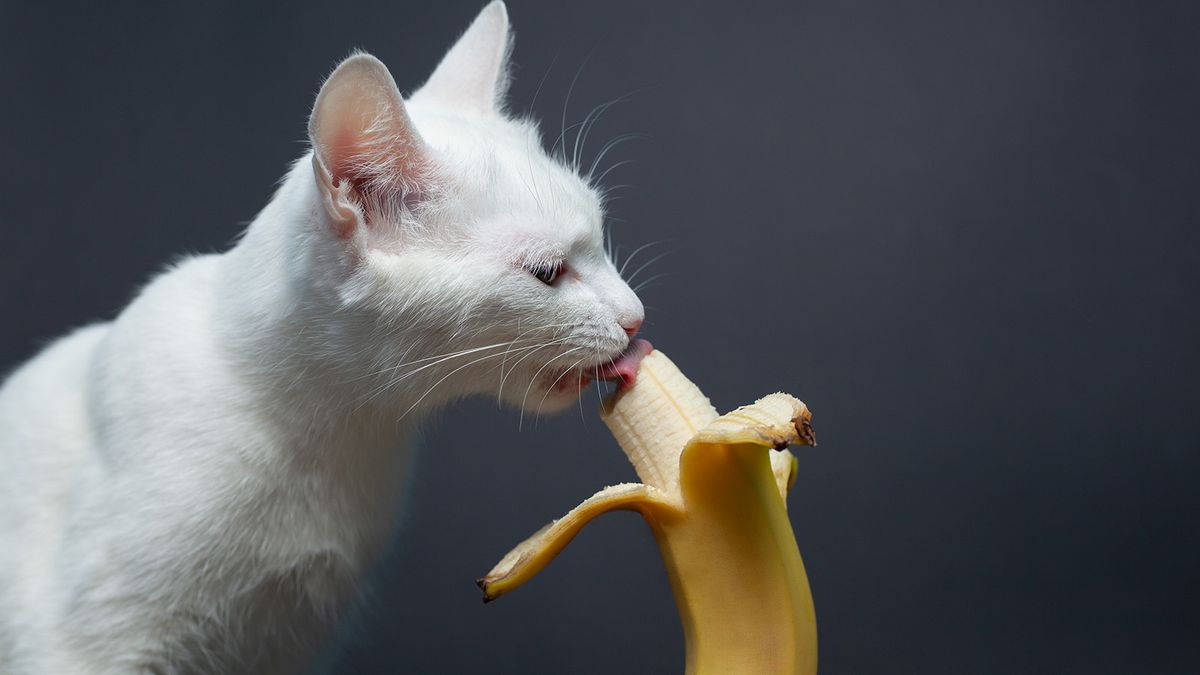 Kediler Muz Yiyebilir mi? Bir Kedi İçin Ne Kadar Muz Güvenlidir? | HowStuffWorks