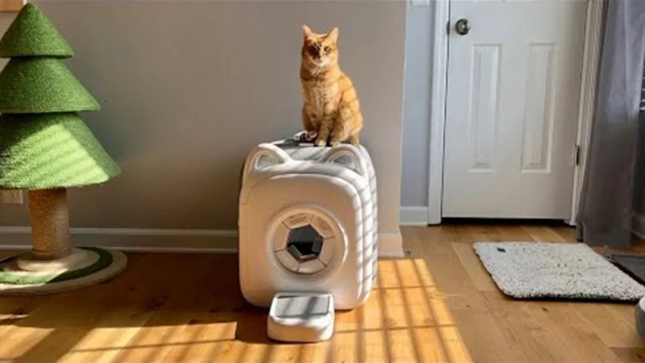 Profesyonel kedi bakımı mı, evde bakım mı?