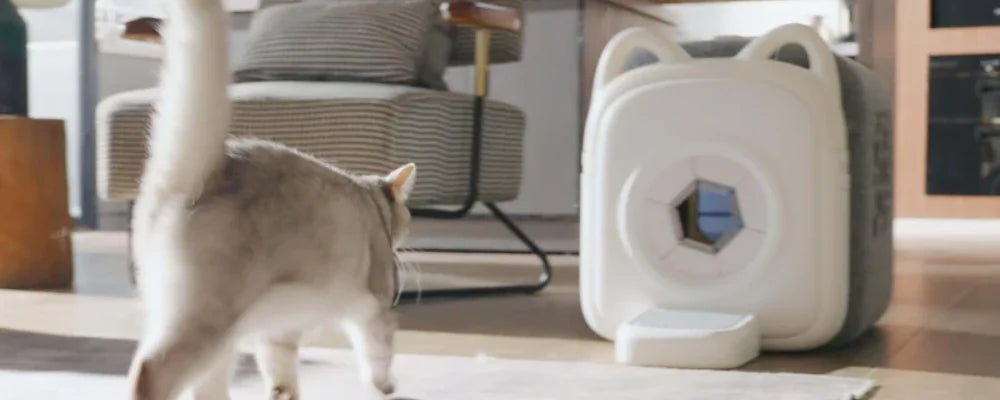Gri ve beyaz bir kedi, gevşek tüyleri toplamak ve tüy yumaklarını önlemek için tasarlanmış modern kedi bakım araçları arasında otomatik bir çözüm olan PawSwing Neo Plus'a doğru yürüyor.