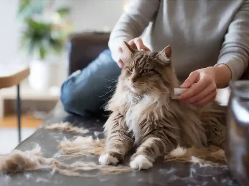 Ev ortamında tüy dökmek için PawSwing® özel kedi fırçasıyla, uzun tüylü bir kedideki büyük miktardaki gevşek tüyleri etkili bir şekilde temizler