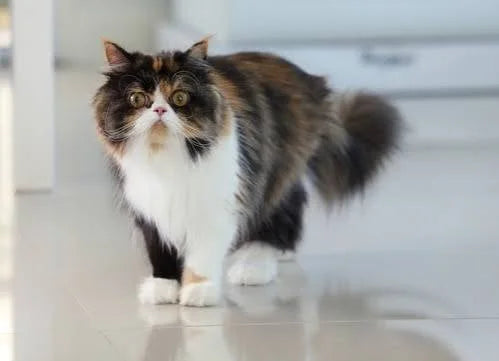 2026 Dünya Çapındaki Kedi Irkları İçin Kesin Kılavuz: Yaşam Tarzınıza Göre İdeal Arkadaşınızı Nasıl Seçersiniz?