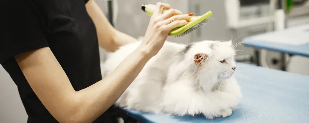 Beyaz bir kedinin gevşek tüyünü ve astarını nazikçe çıkarmak için PawSwing® otomatik kedi tüy dökme fırçasını kullanan profesyonel bir bakım seansı