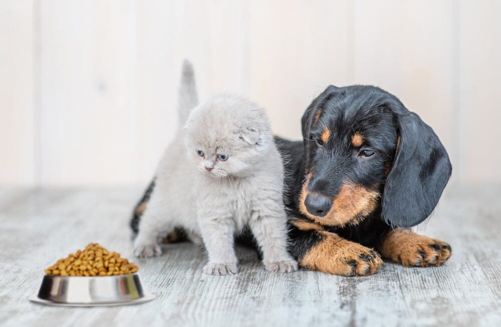 Kedilerin Köpek Maması Yememesi İçin 4 Neden | PrettyLitter