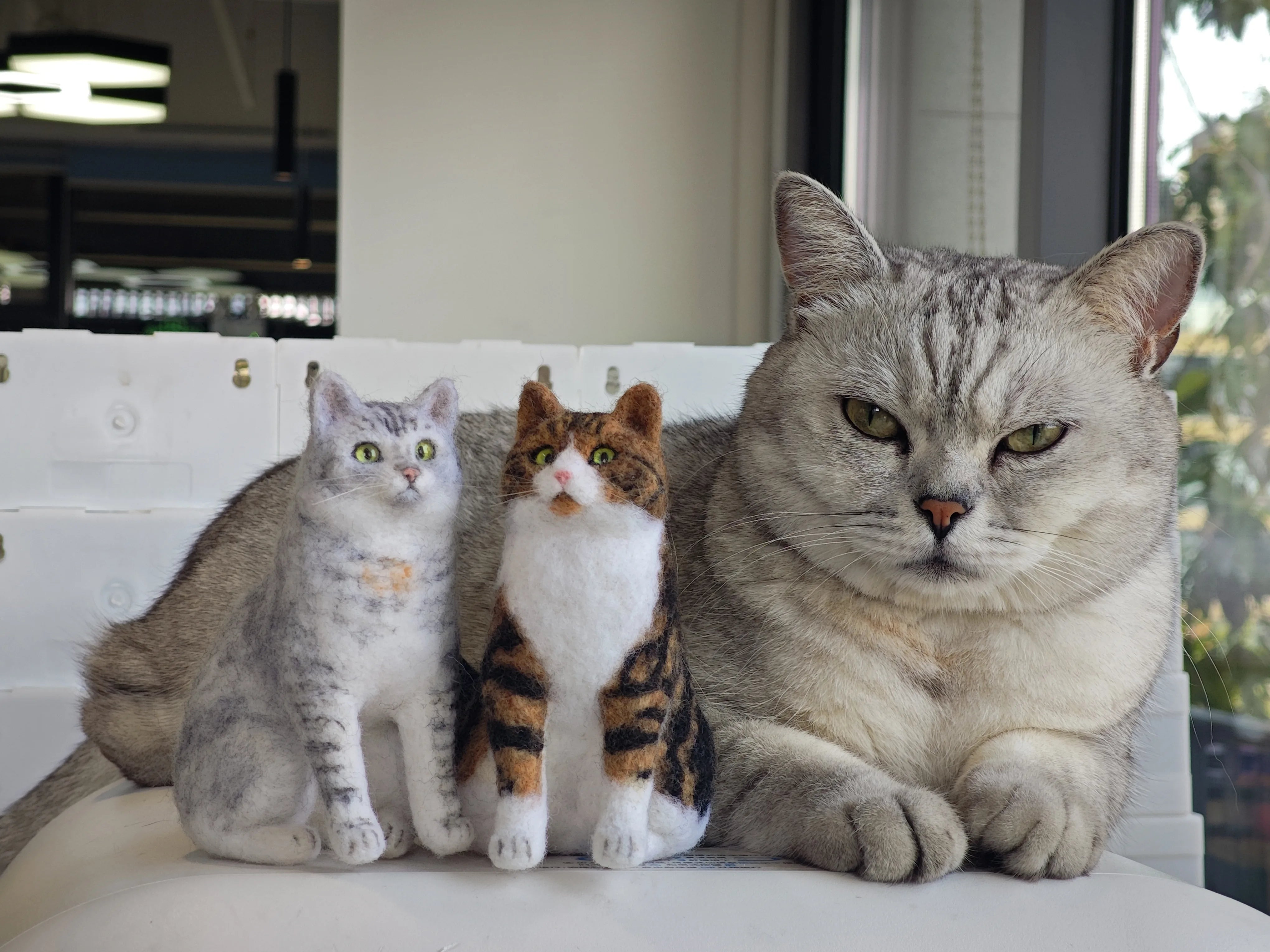 Kedilerin Bakımı Kolay Mıdır? Yeni Başlayanlar İçin Kedi Bakımı 101