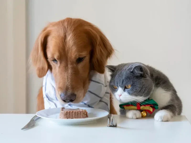 Kediler köpek maması yiyebilir mi?