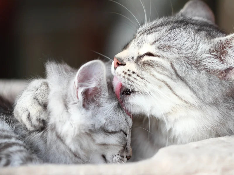 Kedim Neden Beni Yalıyor? Kedi Davranışı ve Sevgisine İlişkin Tam Kılavuz