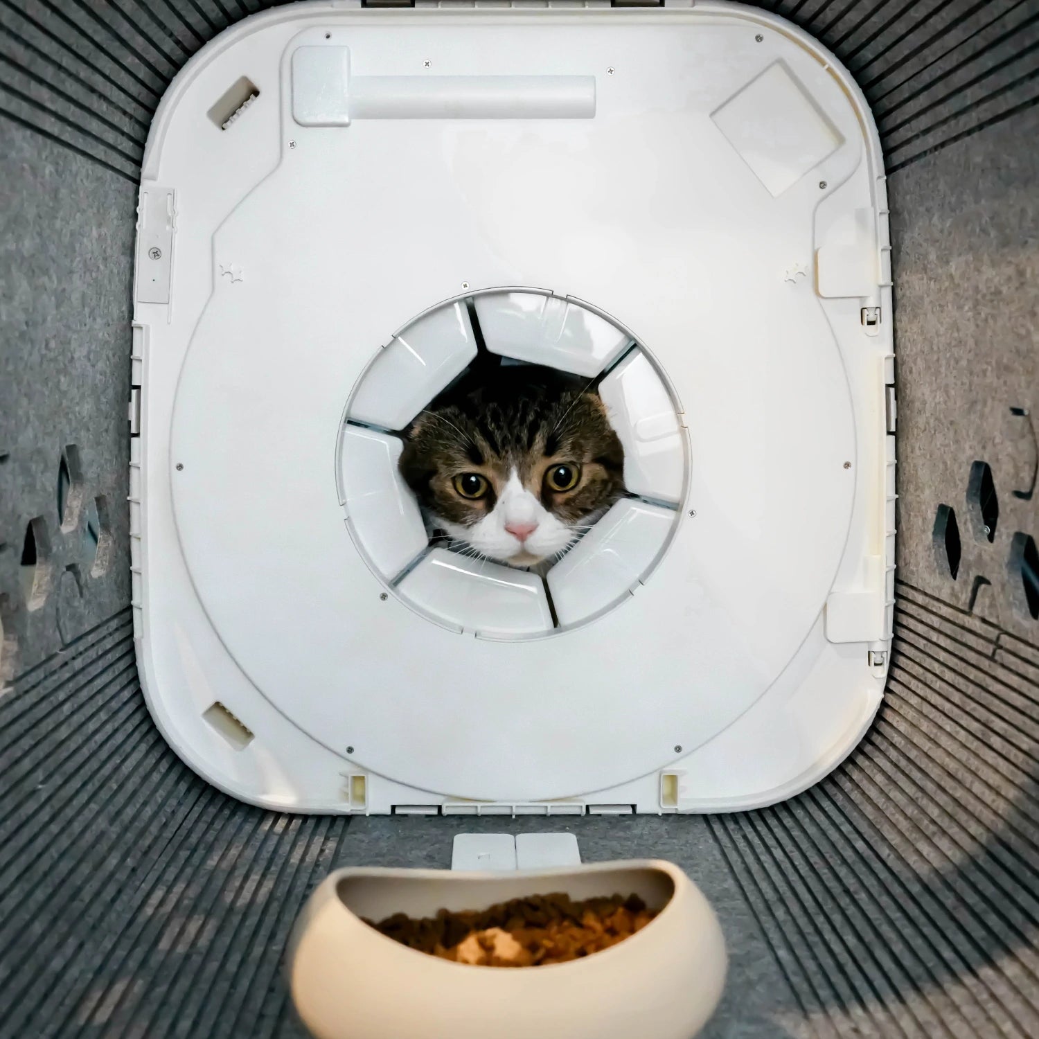Bir Kedi Günde Ne Kadar Yemelidir? Her Kedi Sahibinin İhtiyaç Duyduğu Eksiksiz Beslenme Kılavuzu