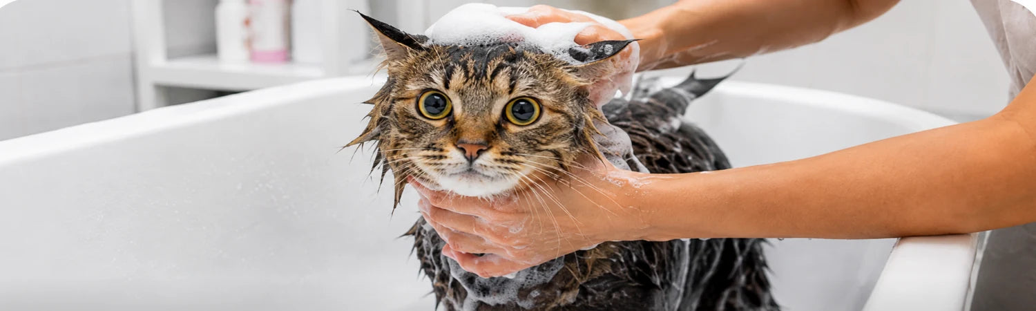 Islak tekir kedi küvette şampuanla banyo yapıyor
