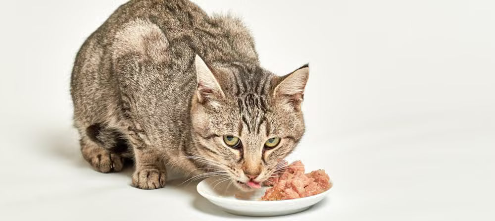 Bir Kedi Günde Ne Kadar Yemelidir? Her Kedi Sahibinin İhtiyaç Duyduğu Eksiksiz Beslenme Kılavuzu