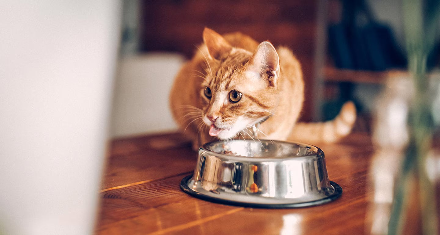 Bir Kedi Günde Ne Kadar Yemelidir? Her Kedi Sahibinin İhtiyaç Duyduğu Eksiksiz Beslenme Kılavuzu
