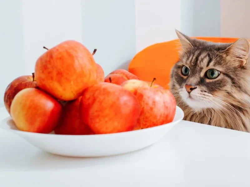Kediler ne yiyebilir? Besin güvenliği rehberi