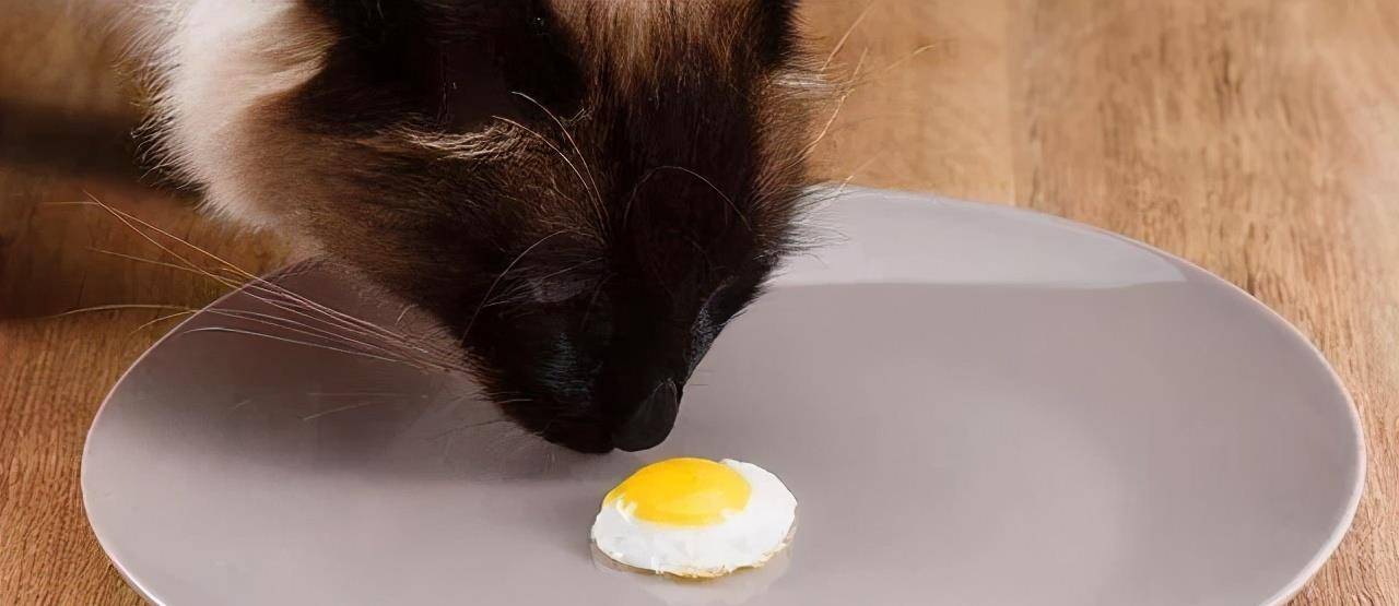 Kediler Yumurta Yiyebilir mi? Yararları, Riskleri ve Kedi Beslenmesine İlişkin Tam Bir Kılavuz