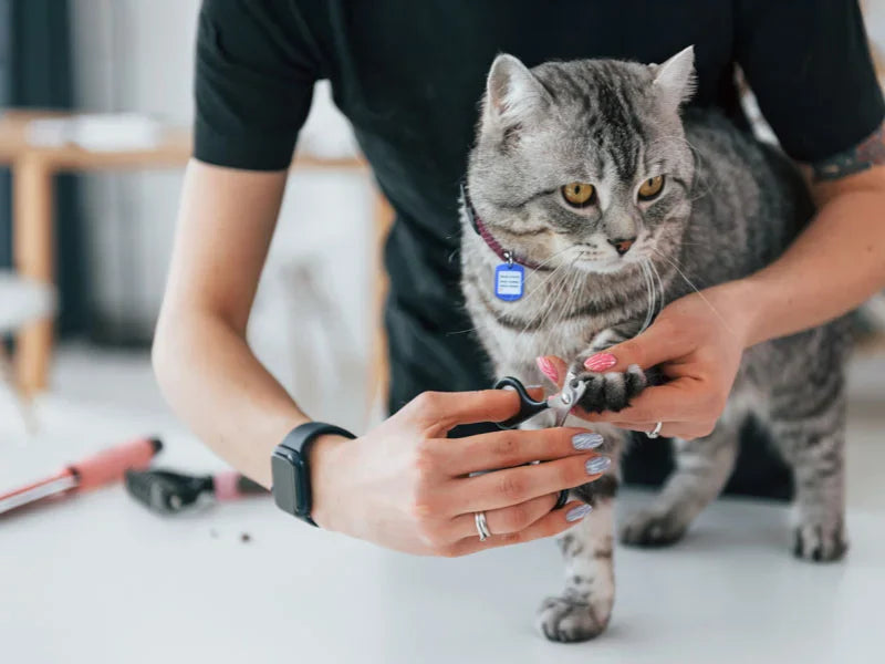 Evde kedi bakımı: Tüy tarama, banyo ve tırnak kesme
