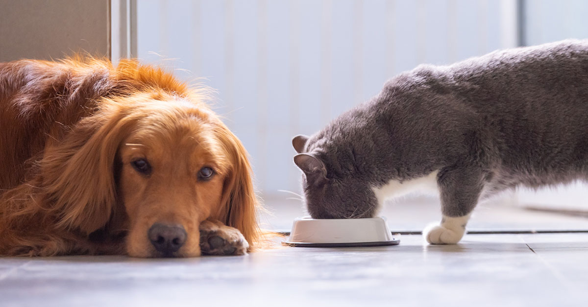 Kediler Köpek Mamasını Yiyebilir mi?