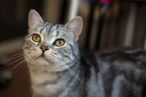 American Shorthair: Cins Profili, Özellikleri ve Bakımı