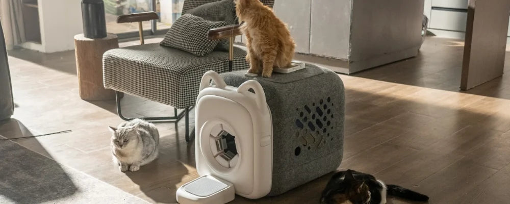 Kendi kendine bakım sağlayan kedi evinin etrafında üç kedi