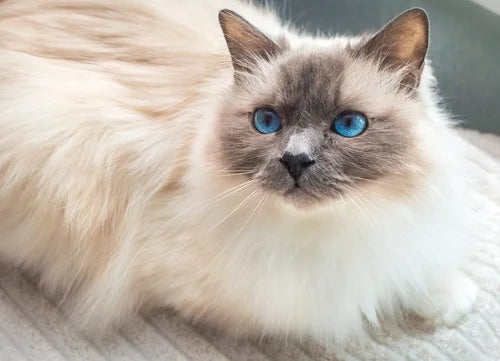 Birman