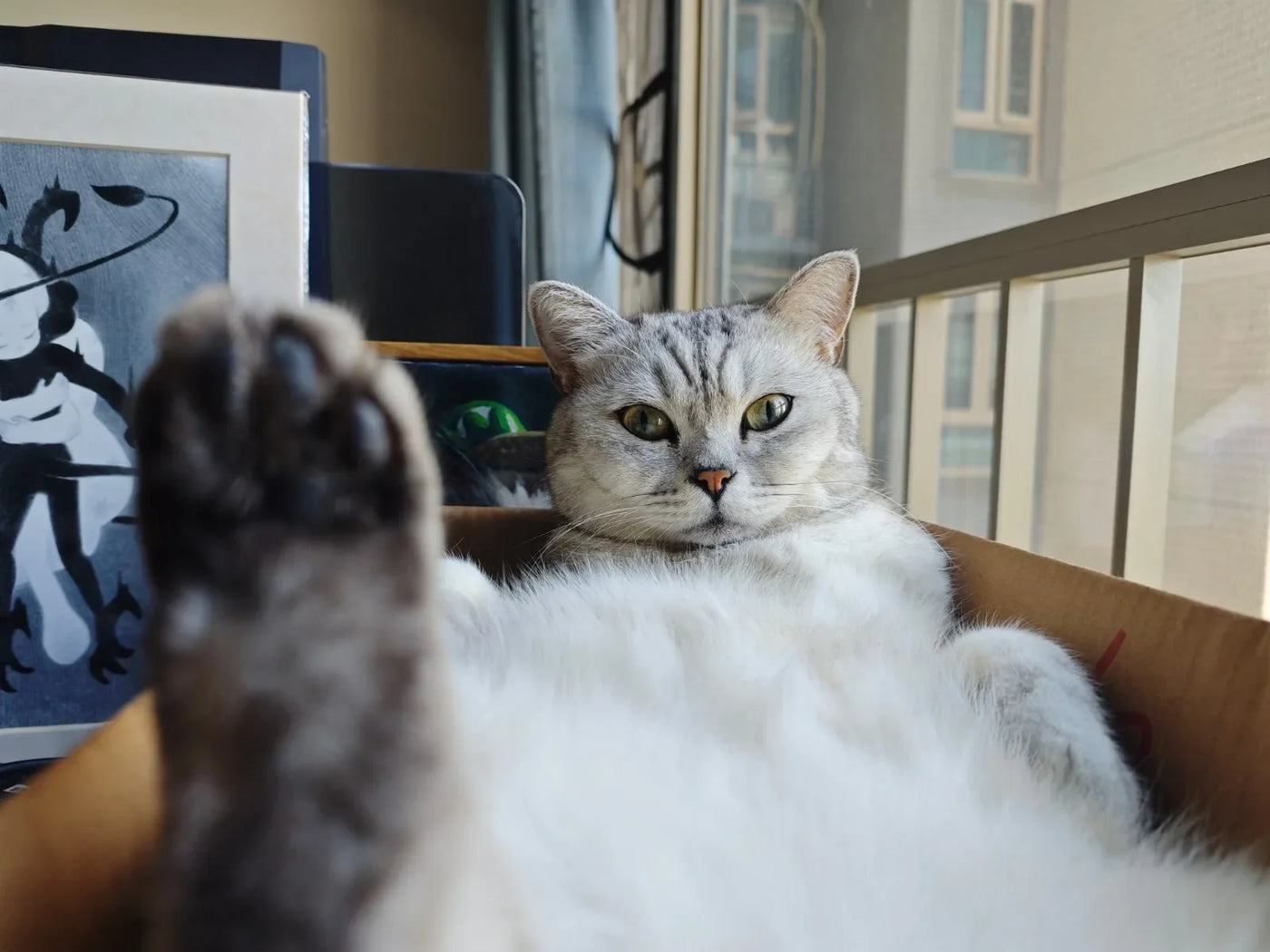 Kedi bakımı kolay mı? Yeni başlayanlar için rehber
