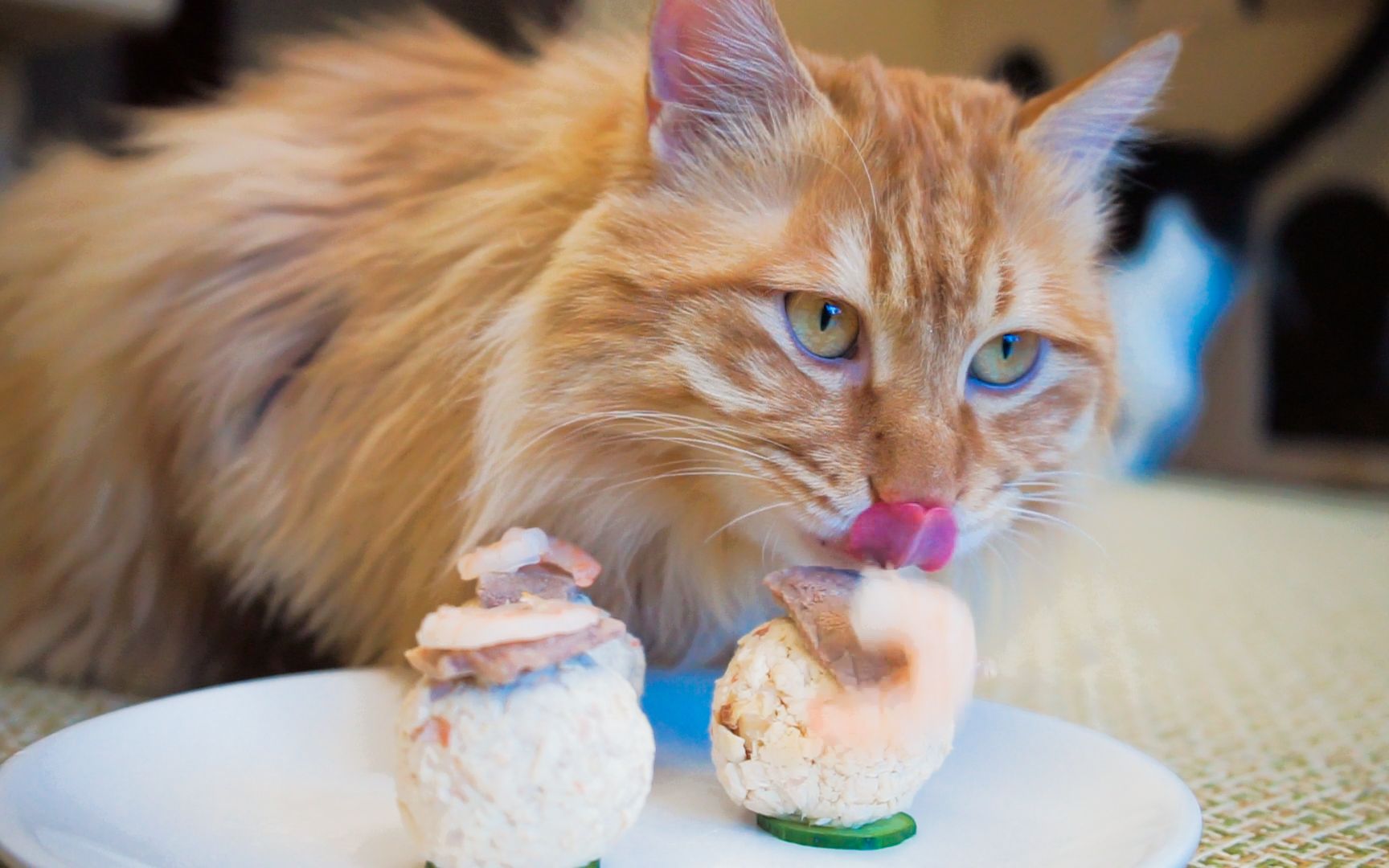 Kediler Yumurta Yiyebilir mi? Yararları, Riskleri ve Kedi Beslenmesine İlişkin Tam Bir Kılavuz