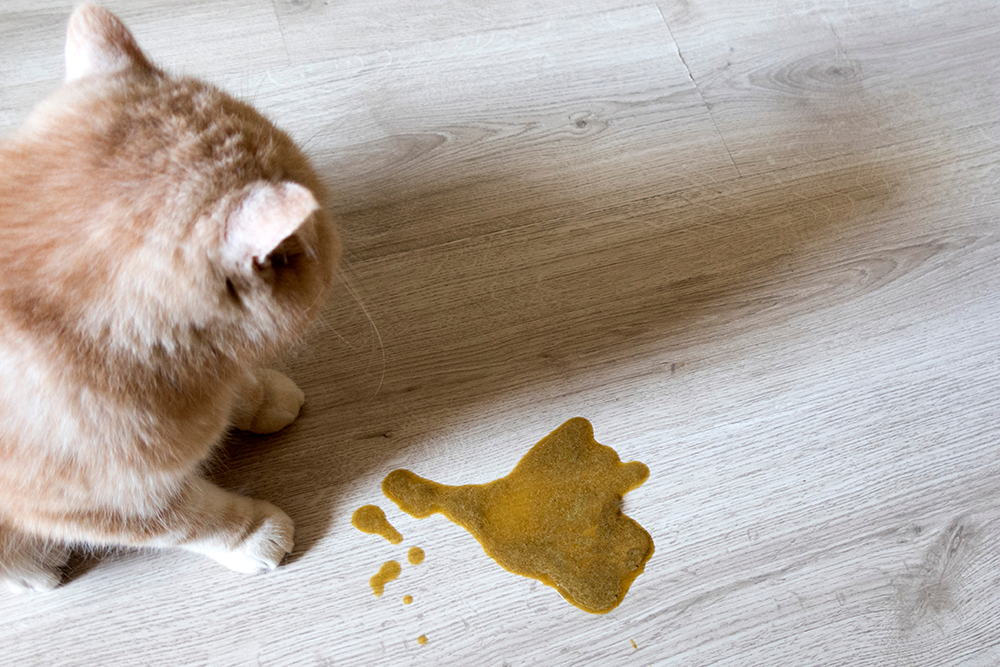 Kedi Kusması: Nedenleri ve Ne Zaman Veteriner Bakımına Başvurulmalı | Sağlıklı Yaşam Hayvan Hastanesi