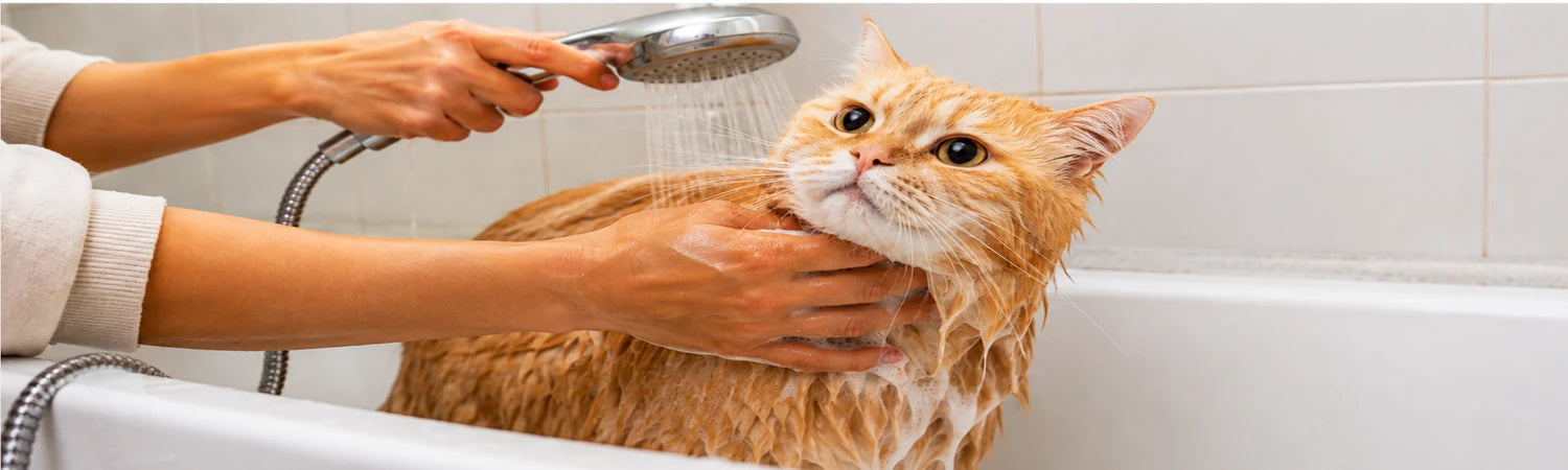 Zencefil kedi banyo sırasında duş başlığıyla durulanıyor