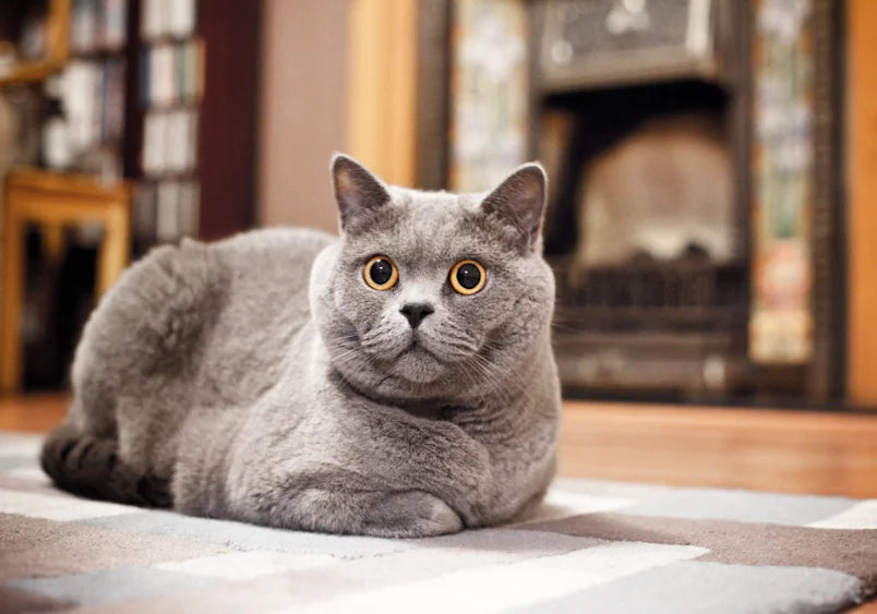 Kedim Neden Beni Yalıyor? Kedi Davranışı ve Sevgisine İlişkin Tam Kılavuz