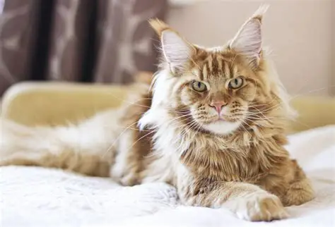 Maine Coon Kedisini Tanıyın | Modern Kedi