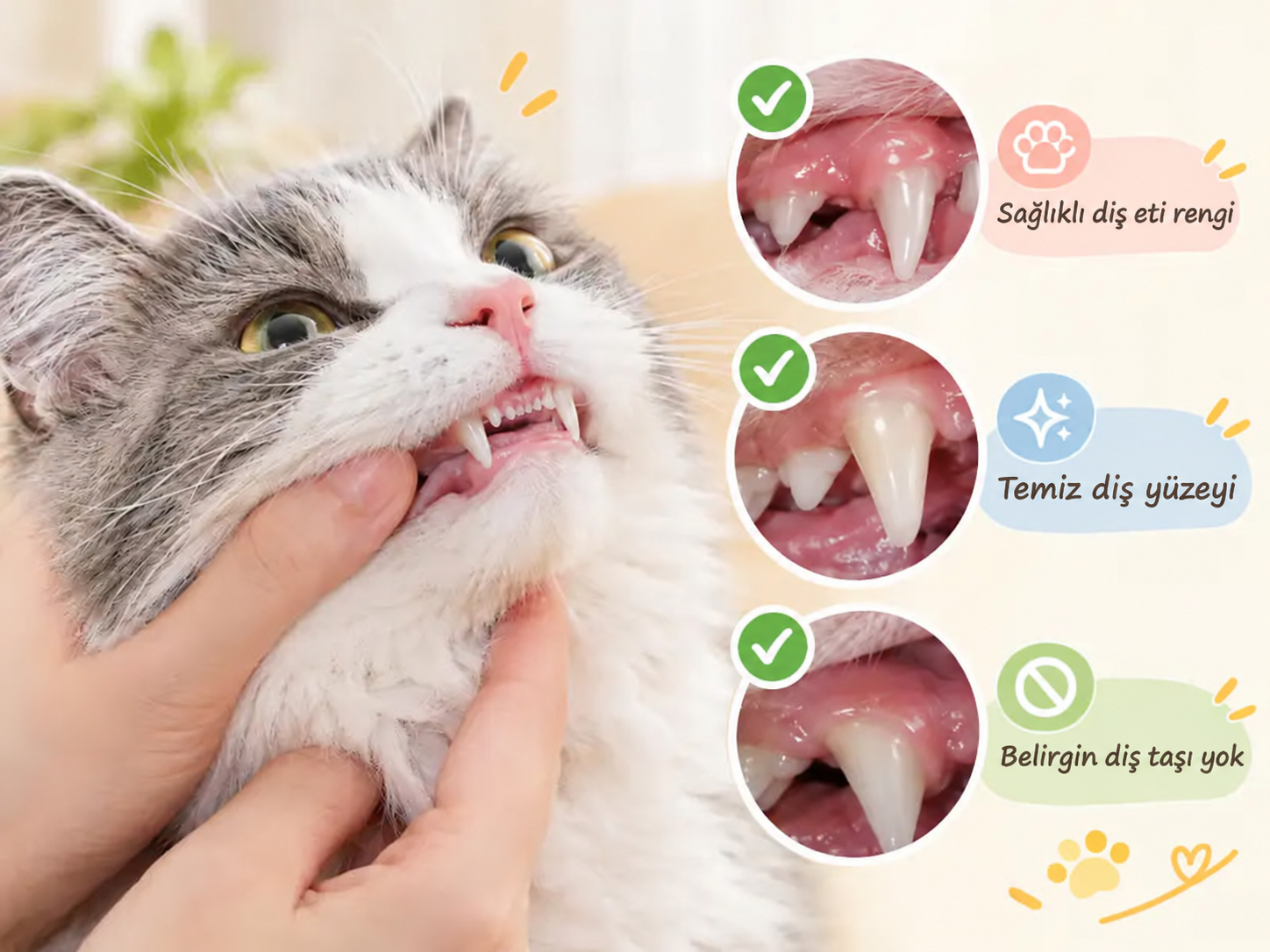 Sağlıklı diş eti rengi, temiz diş yüzeyi ve belirgin diş taşı bulunmayan kedi dişleri