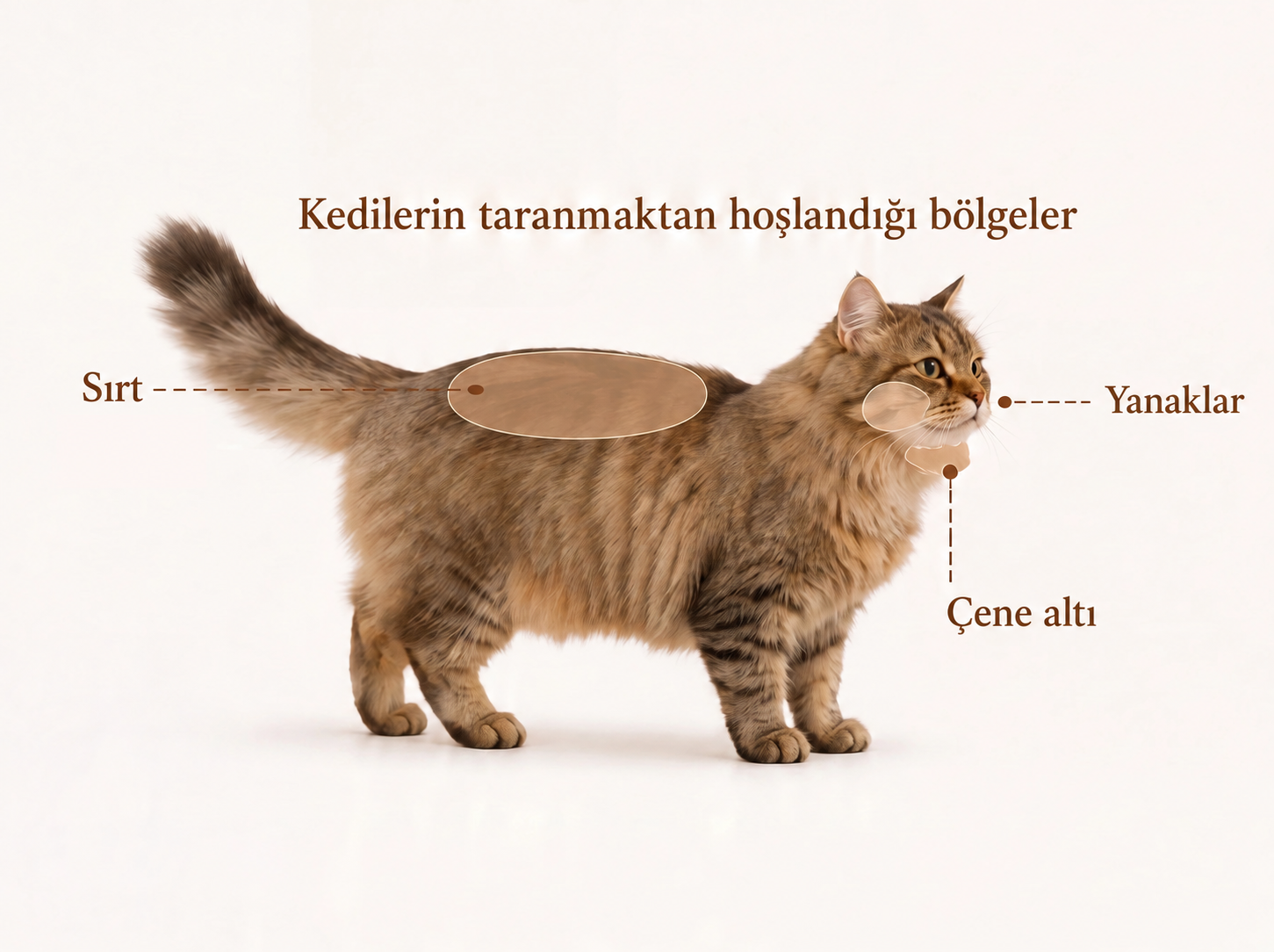Kedim Bakımdan Nefret Ediyorsa Ne Yapmalıyım? Sorunu Çözmek İçin 4 Adım