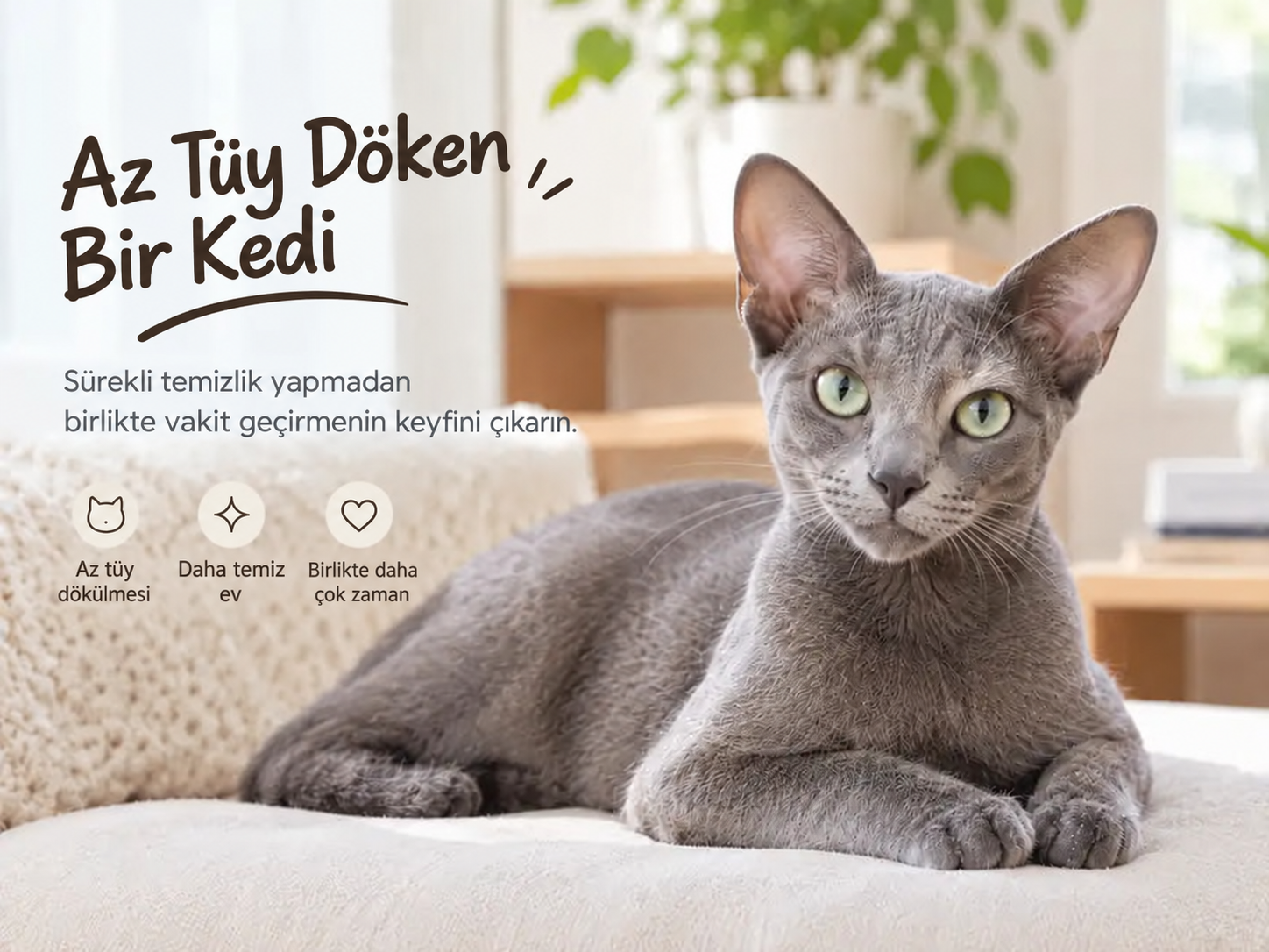 Az tüy döken 9 kedi ırkı ve bakım ihtiyaçları