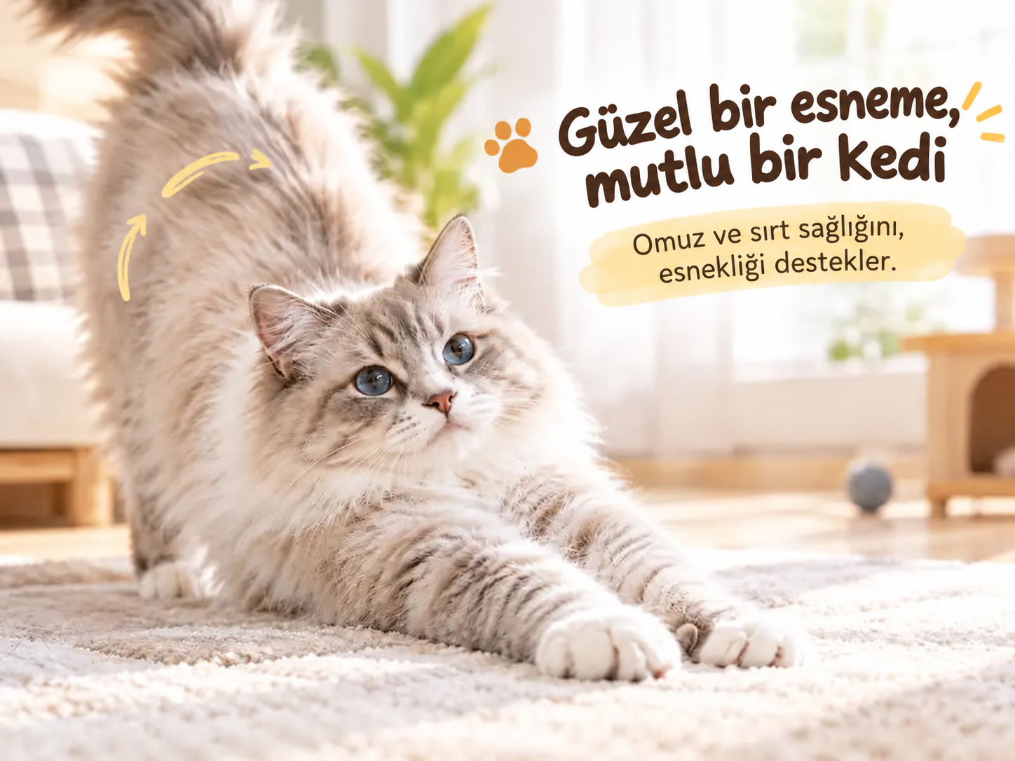Kedilerin Kaç Pençesi Vardır? Kedi Pençeleri ve Aşırı Büyümüş Pençeler