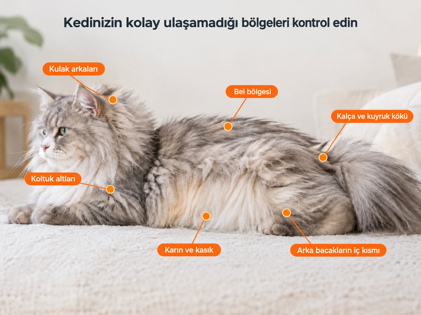 Yaşlı Kediler Neden Bakımı Durdurur? Kıdemli Kedi Bakımı ve Keçelenmiş Tüy Rehberi
