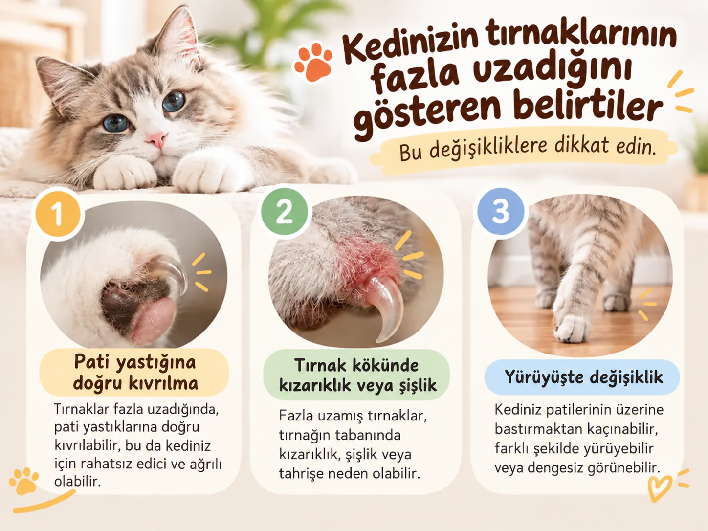 Fazla uzayan tırnakların belirtileri: kıvrılma, kızarıklık ve yürüyüşte değişiklik