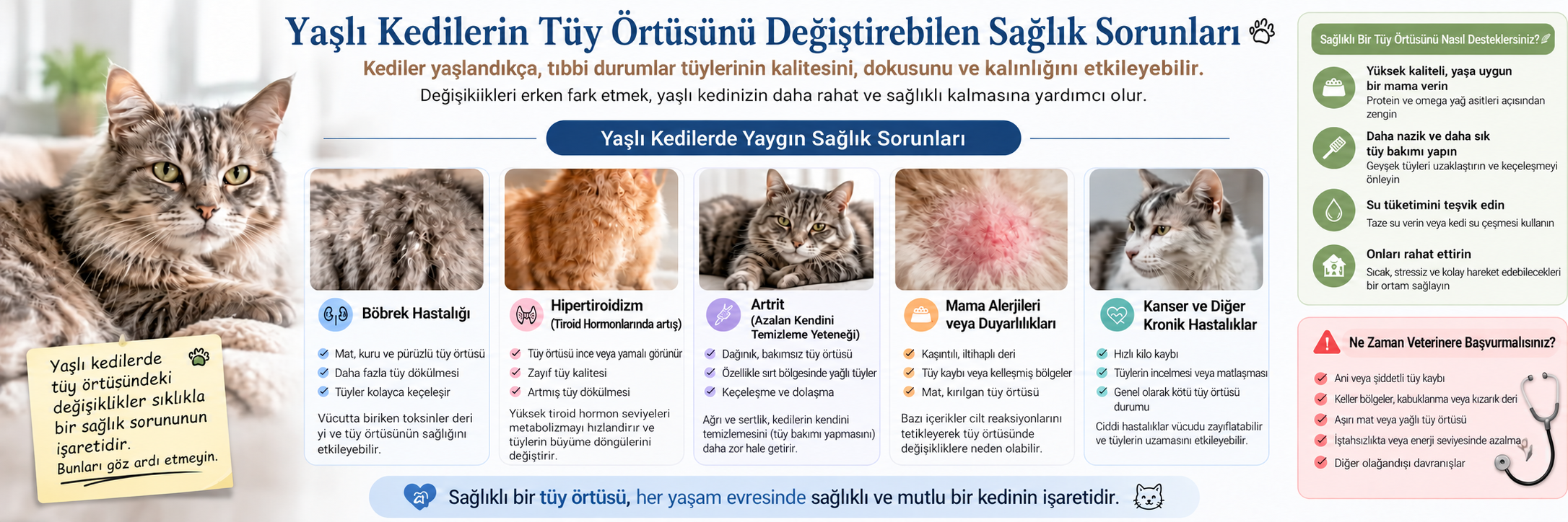 Yaşlı kedilerin tüylerini etkileyebilen sağlık sorunları