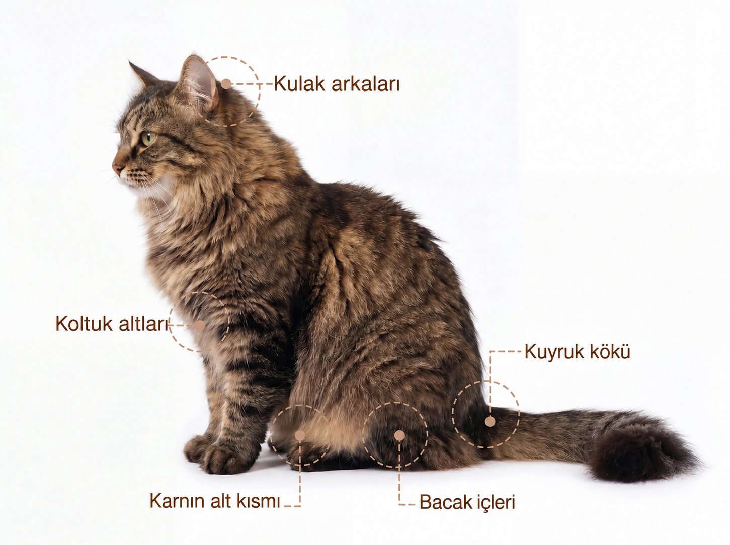 Düğüm kontrolü yapılacak bölgeler: kulak arkaları, koltuk altları, kuyruk kökü, karın ve bacak içleri